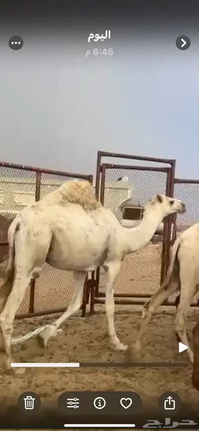 قعودمقفل 1