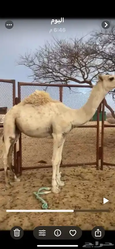 قعودمقفل 0