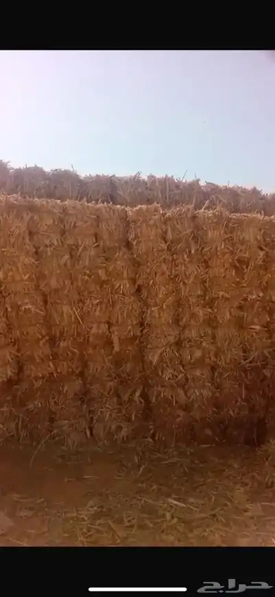 ذره شامية 0