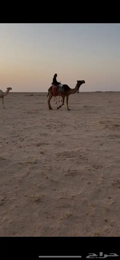 للبيع رحوا 1