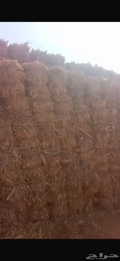 ذره شامية 1
