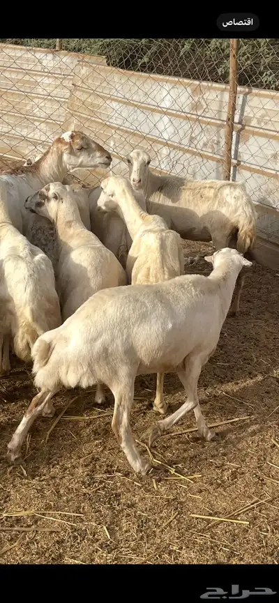 تم البيع 5