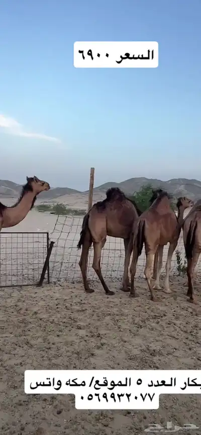 بكار سواحل 6