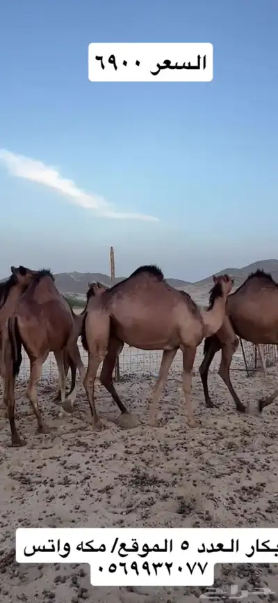 بكار سواحل 12