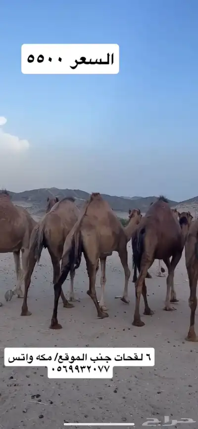 ابل لقح جنب(( تم البيع )) 1