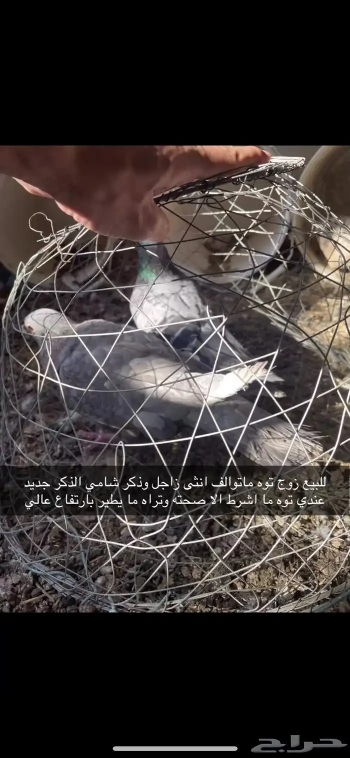 حمام زاجل 0