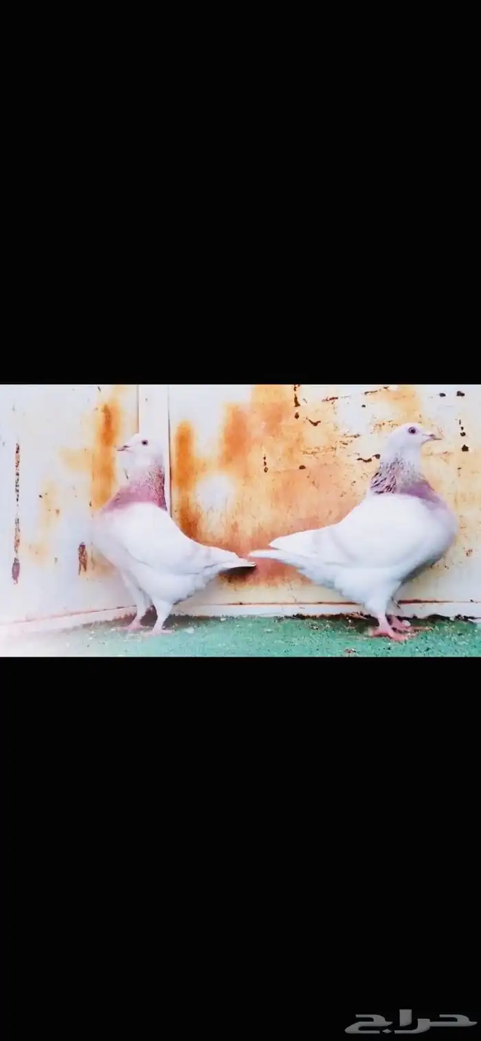 3 طبات تاكسن top 0