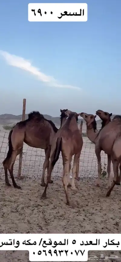 بكار سواحل 8