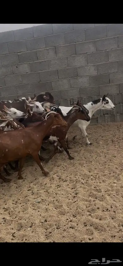 معزا حص 5