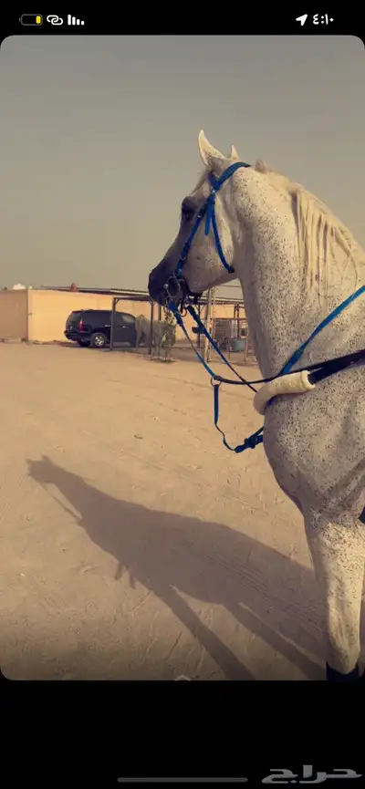 حصان شعبي شيخ 5