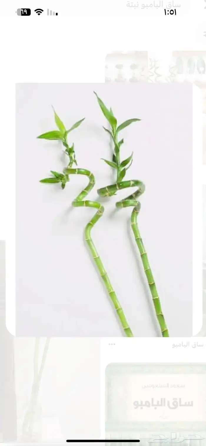 نبتة البابو المنزليه 3