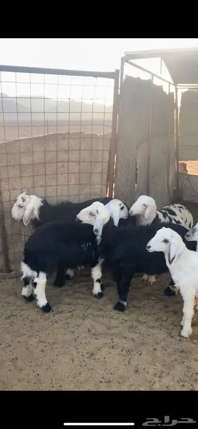 للبيع خرفان 0