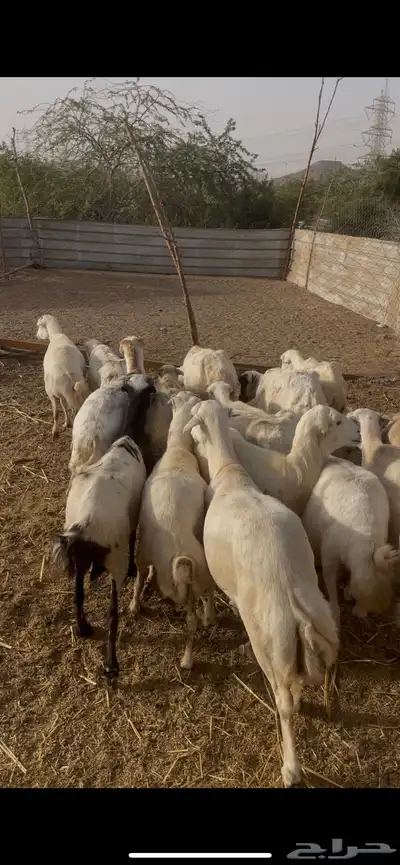 تم البيع 2