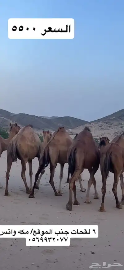 ابل لقح جنب(( تم البيع )) 6