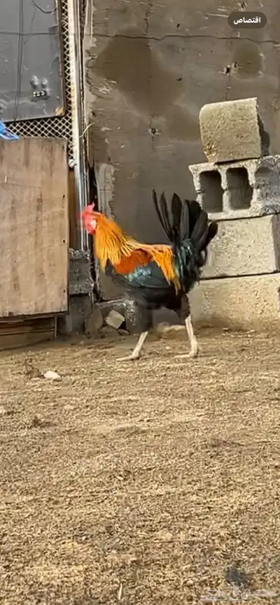 ديك عربي افرق 0