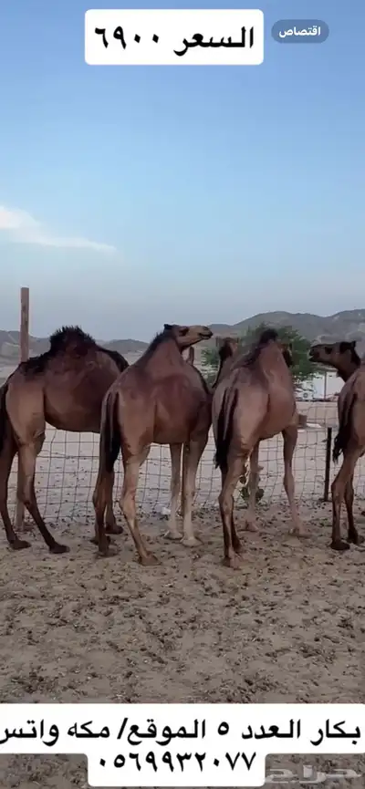 بكار سواحل 2