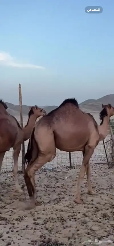 بكار سواحل 5