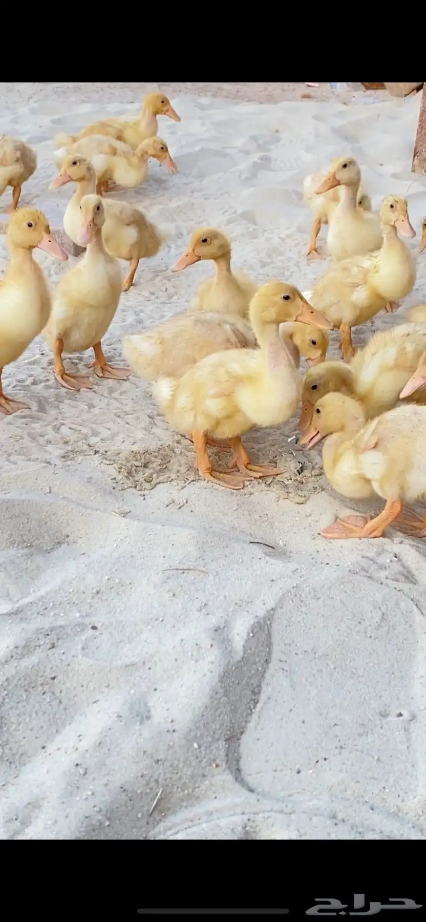 صيصان بط بكيني 0