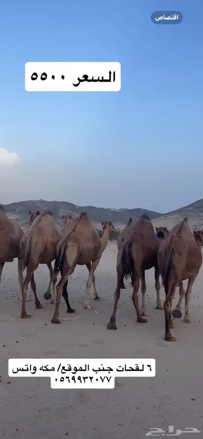 ابل لقح جنب(( تم البيع )) 3