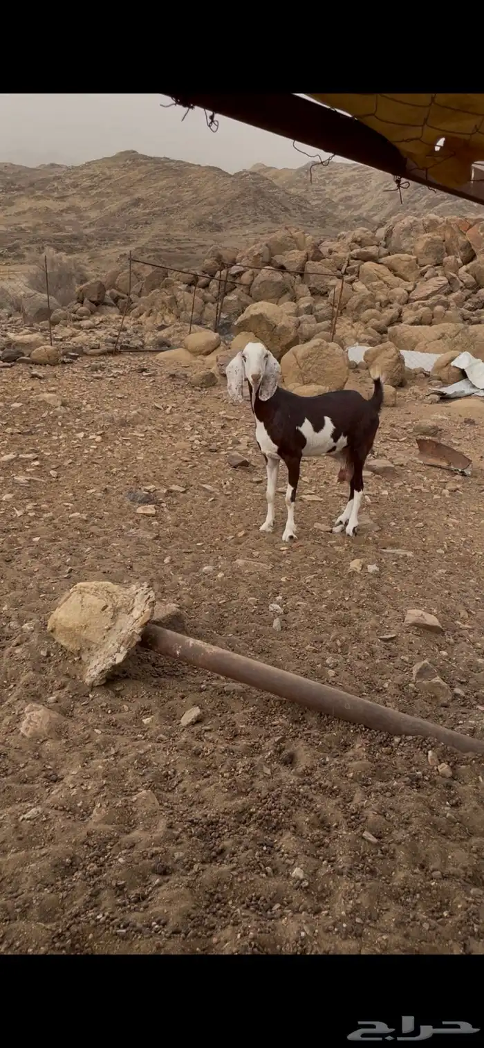 غنم دهم 5