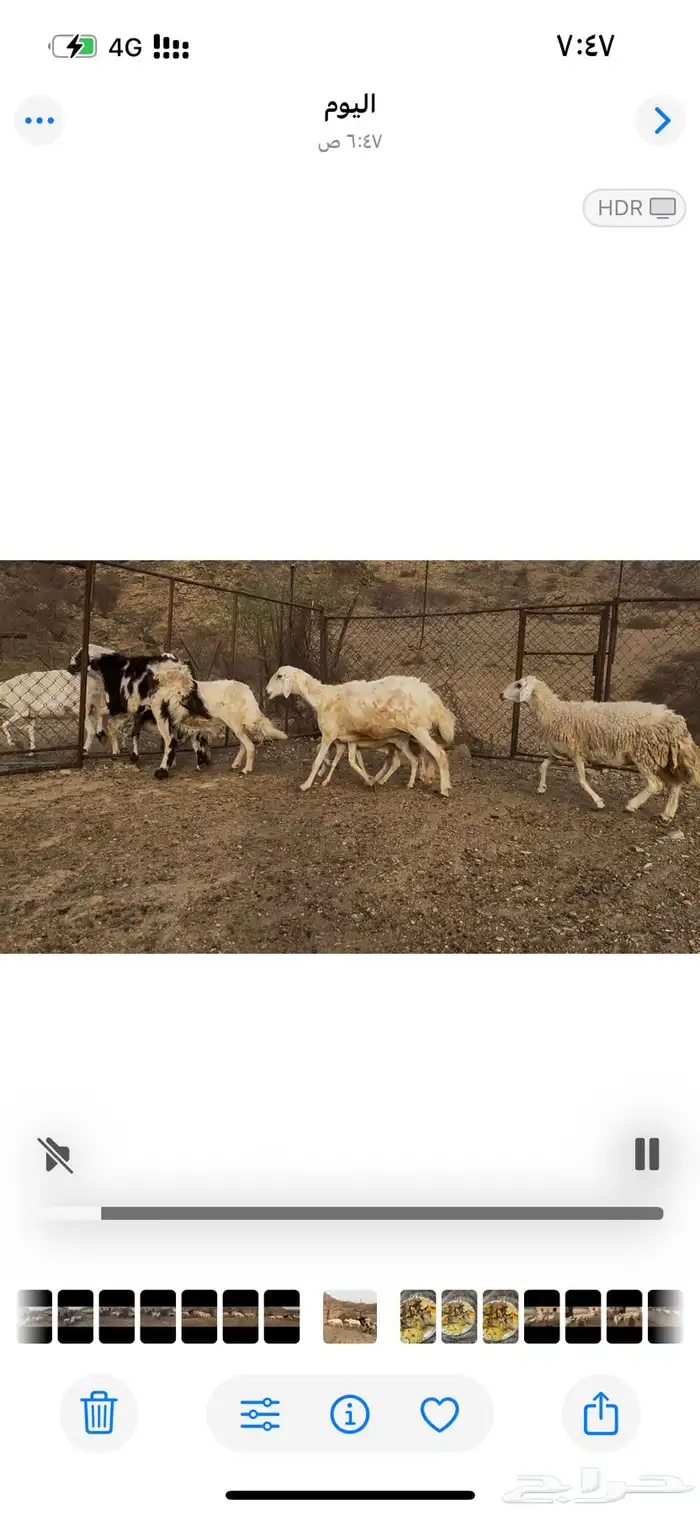 ضان بالفحل للبيع.. تم البيع 0