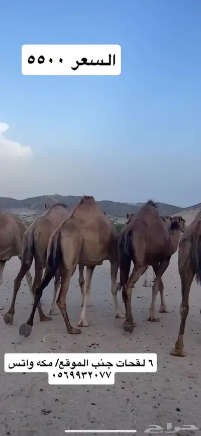 ابل لقح جنب(( تم البيع )) 5