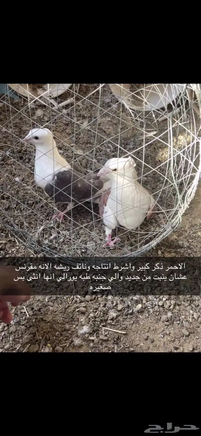 حمام زاجل 2