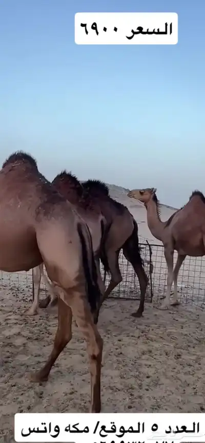 بكار سواحل 1