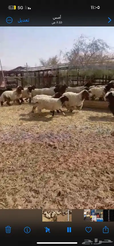 نعيم جذعان وهرافي 1