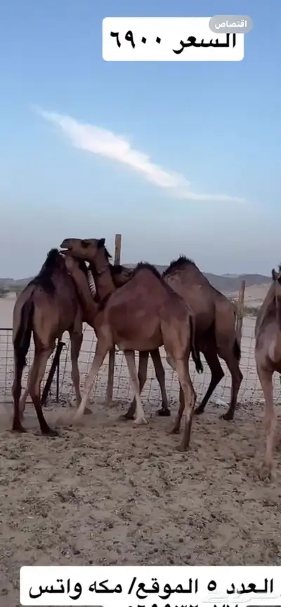 بكار سواحل 7