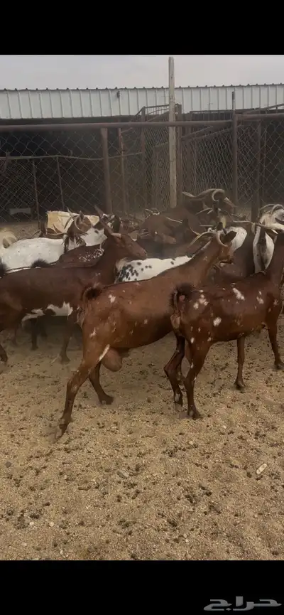معزا حص 6