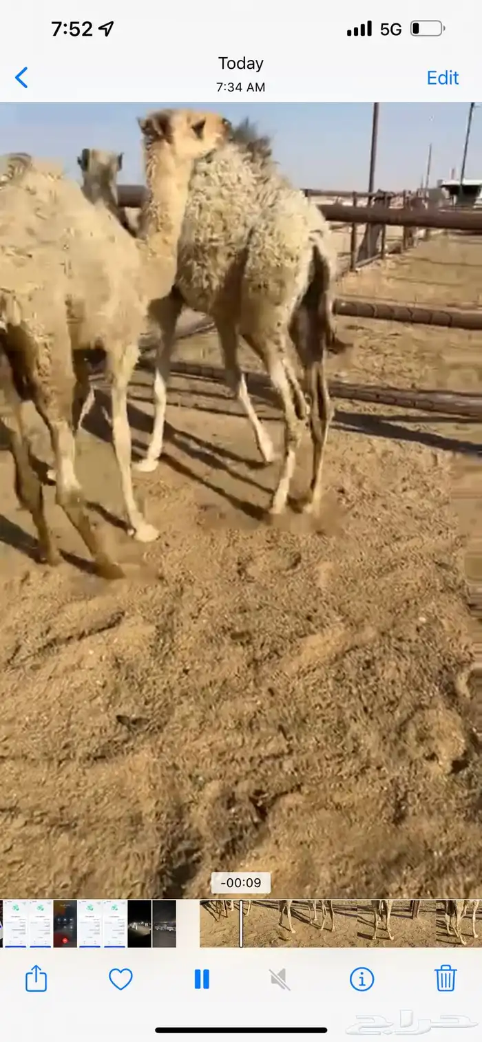 قعدان تربيه 0