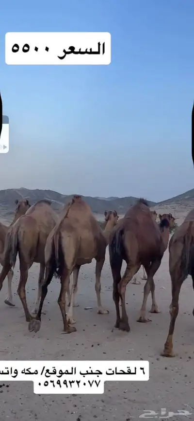 ابل لقح جنب(( تم البيع )) 2