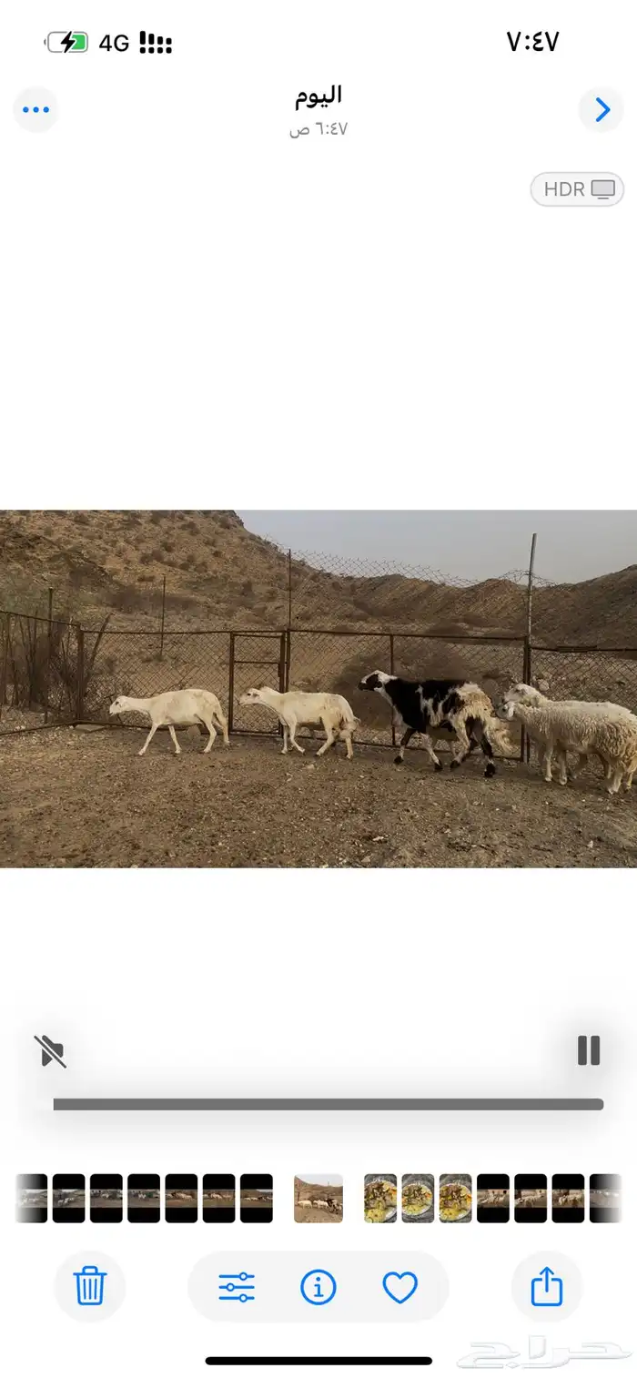 ضان بالفحل للبيع.. تم البيع 1