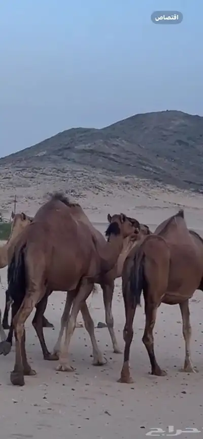 ابل لقح جنب(( تم البيع )) 0