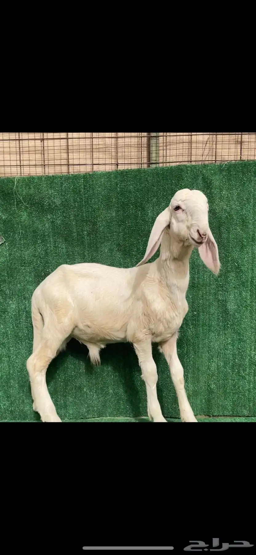 طلي سواكني درماني ابيض اصهف index
