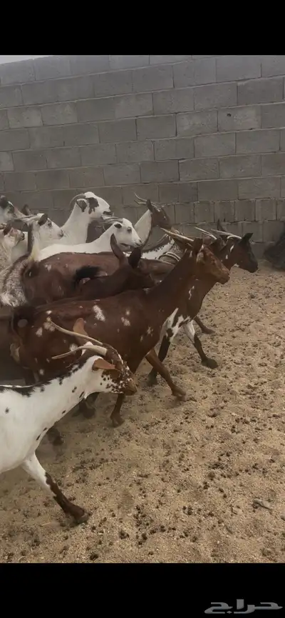 معزا حص 8