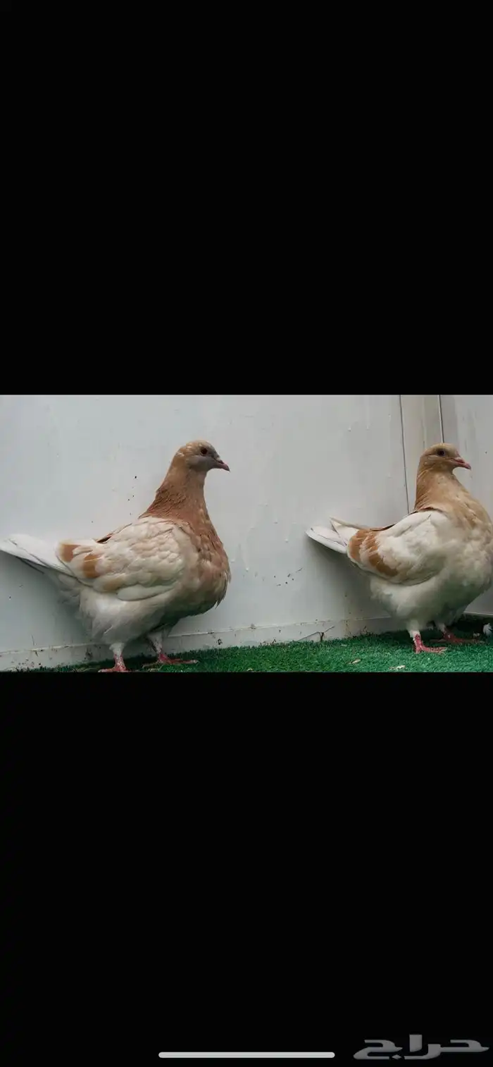 3 طبات تاكسن top 3