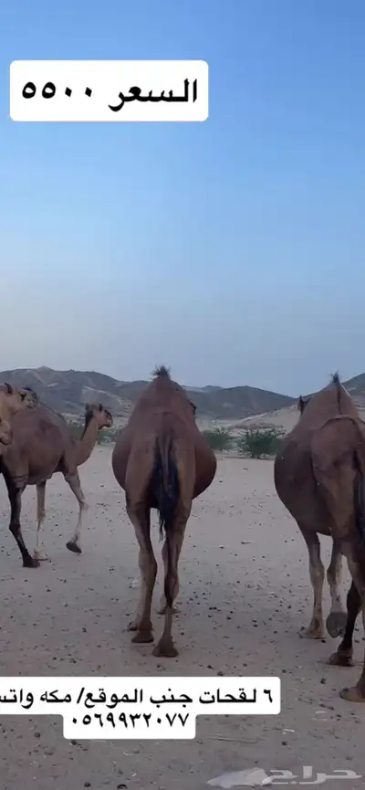 ابل لقح جنب(( تم البيع )) 4