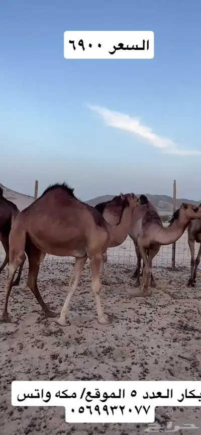 بكار سواحل 3