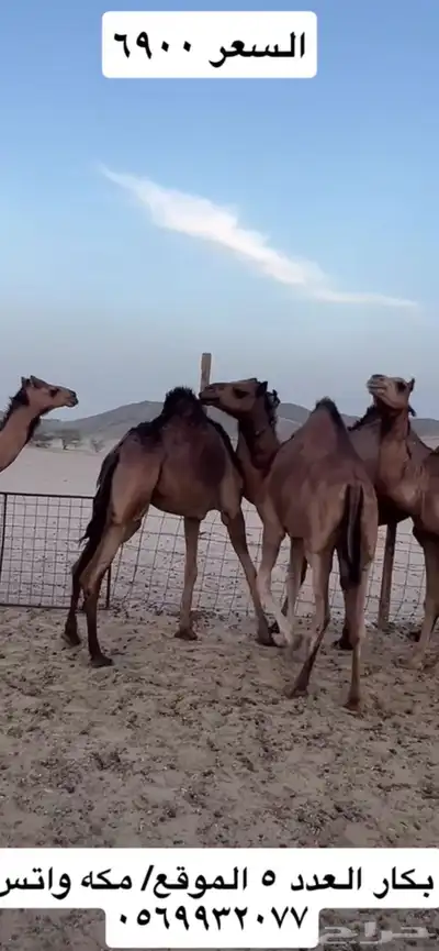 بكار سواحل 9