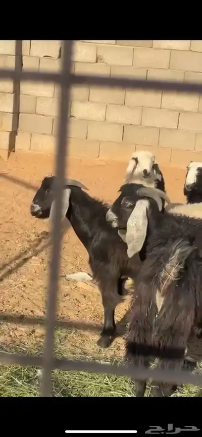 أغنام 1