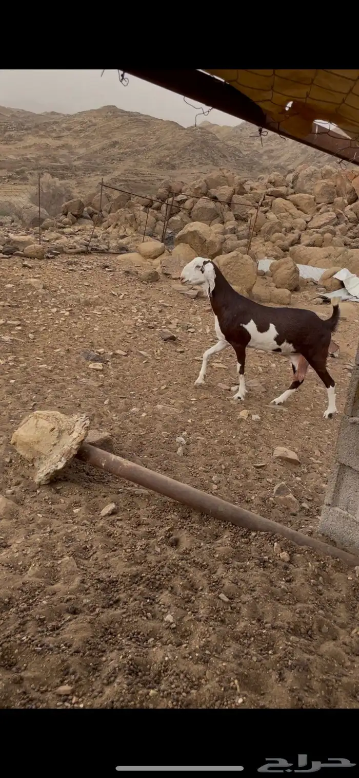 غنم دهم 4