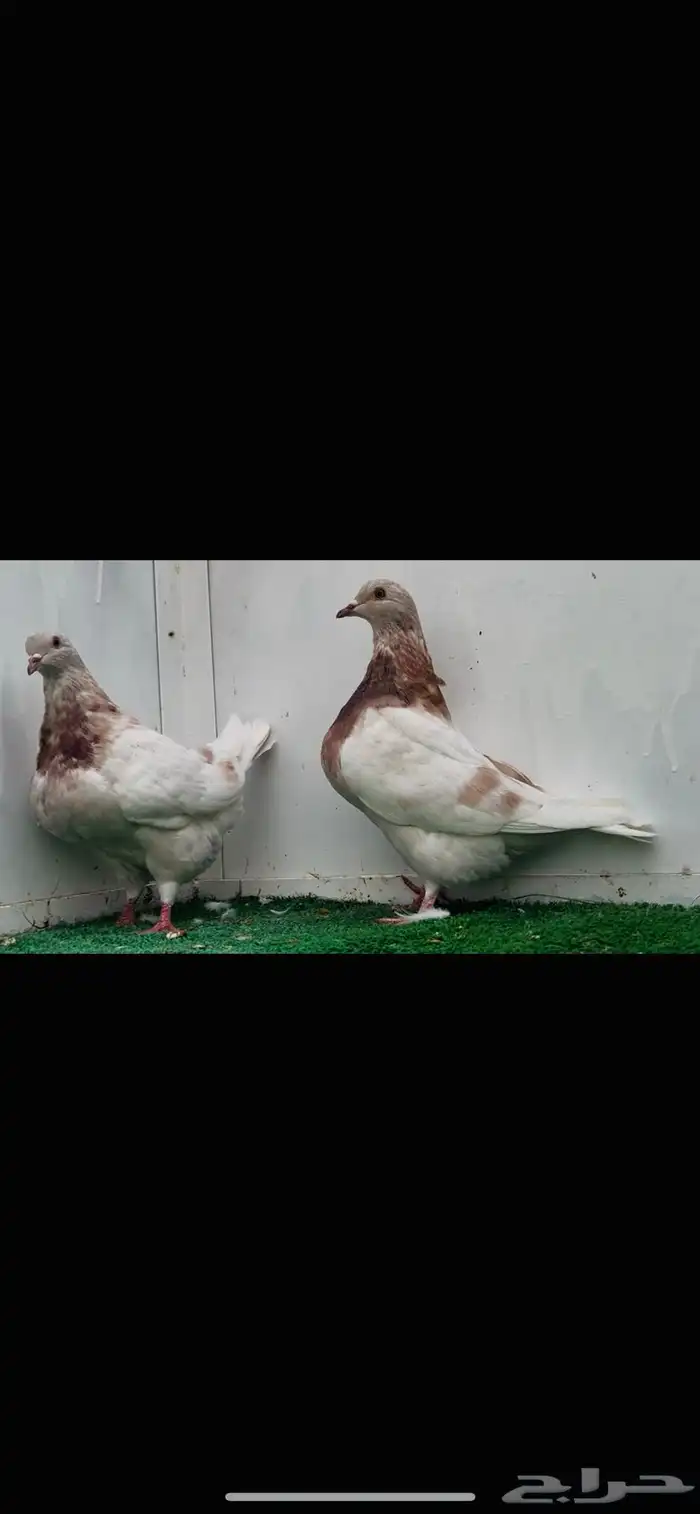3 طبات تاكسن top 2