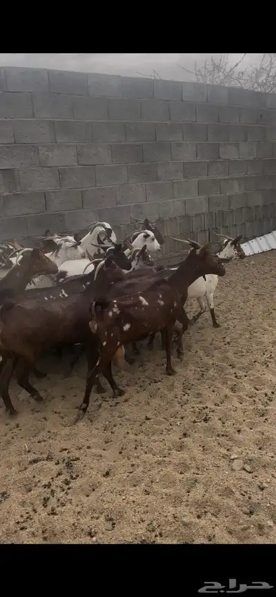 معزا حص 4