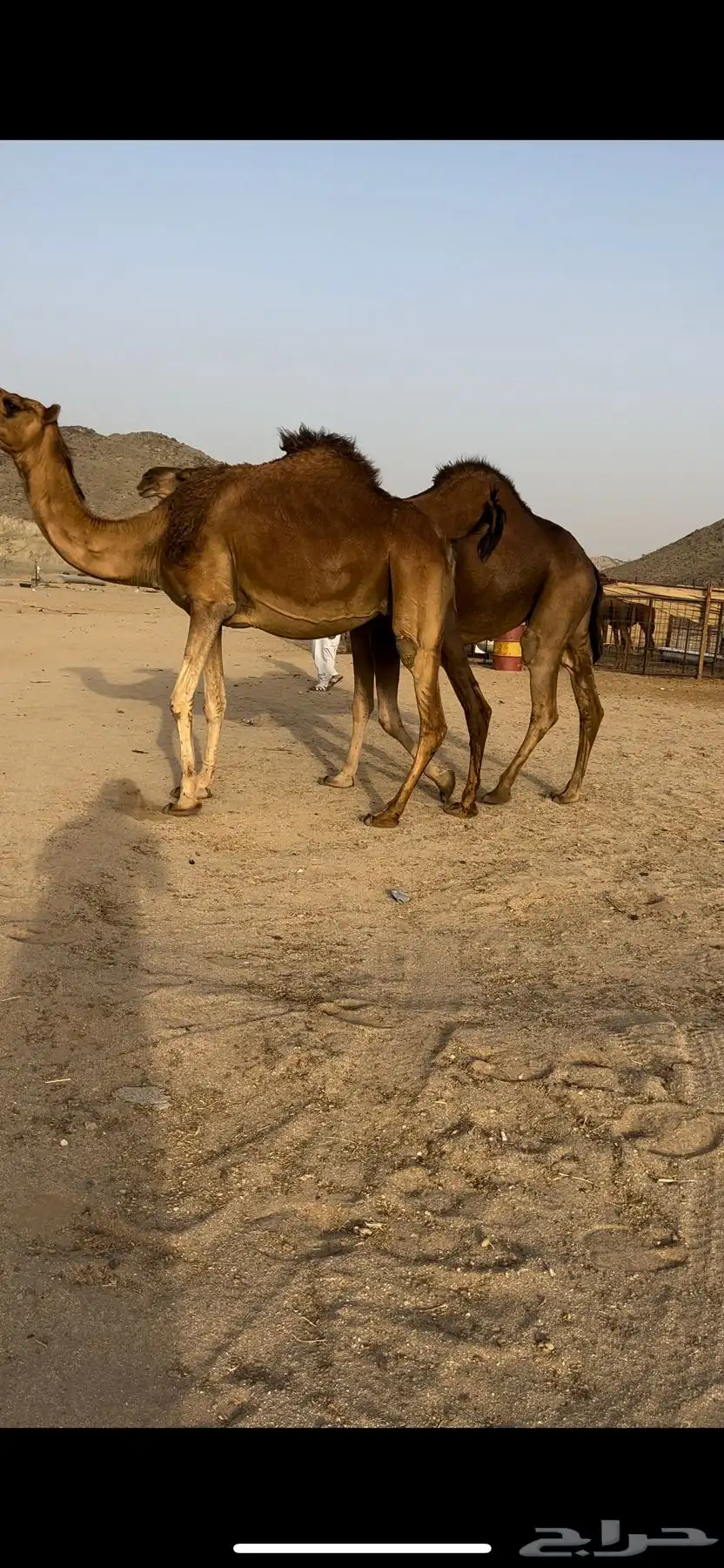 ناقتين حمر طيبه 0