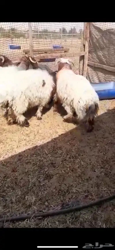 نعيم جذعان وهرافي 0