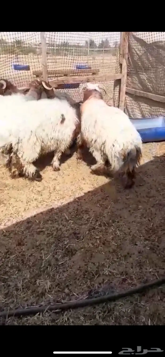 نعيم وهرافي 0