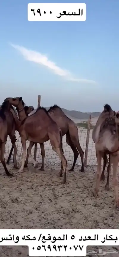 بكار سواحل 0