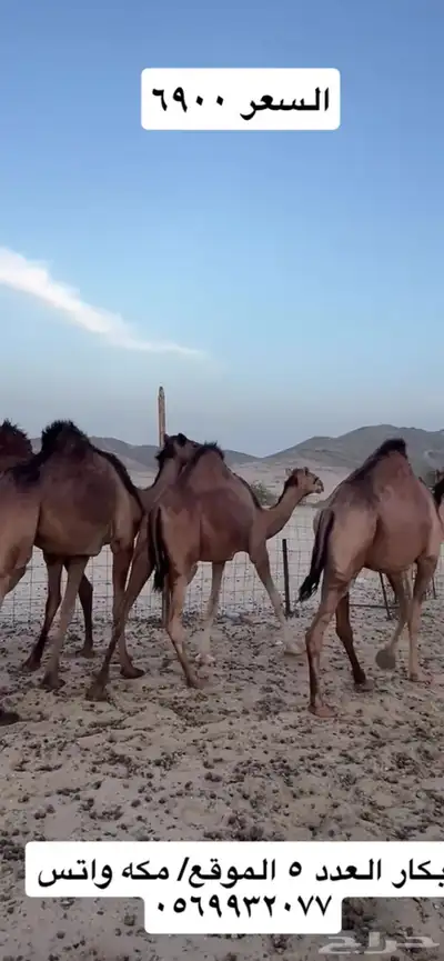 بكار سواحل 11